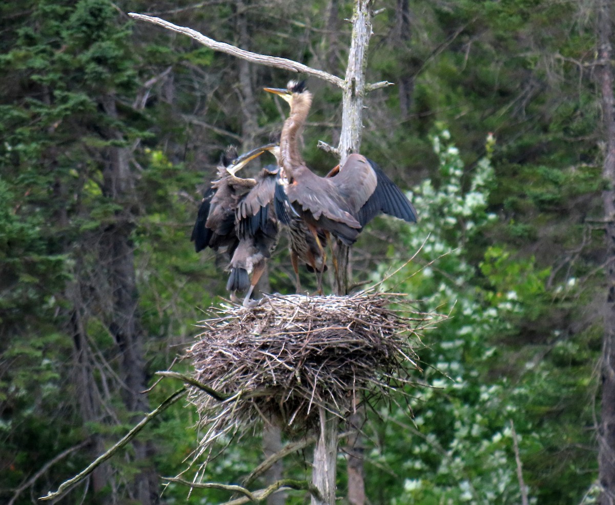 Great Blue Heron - ML621823842