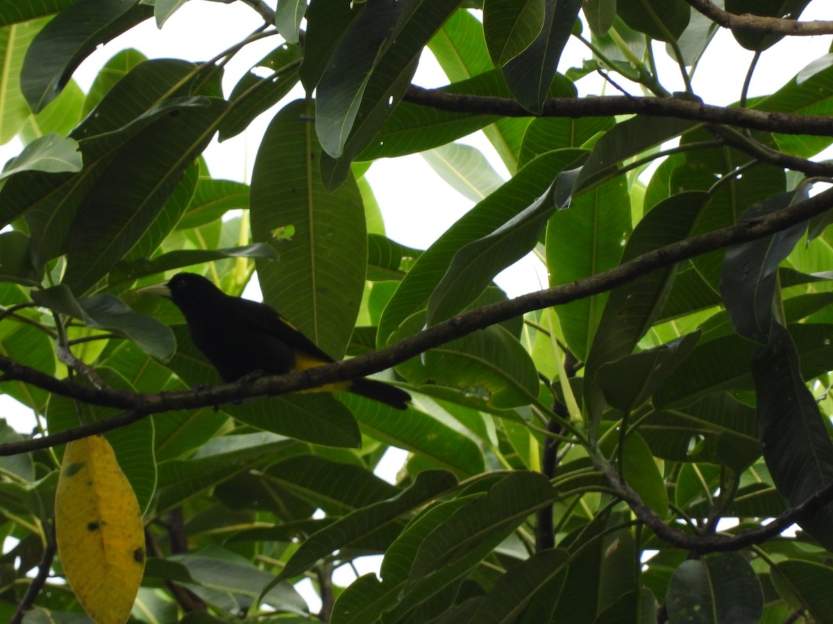 Yellow-rumped Cacique - ML621823877