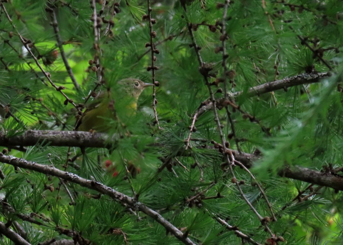 Magnolia Warbler - ML621823905