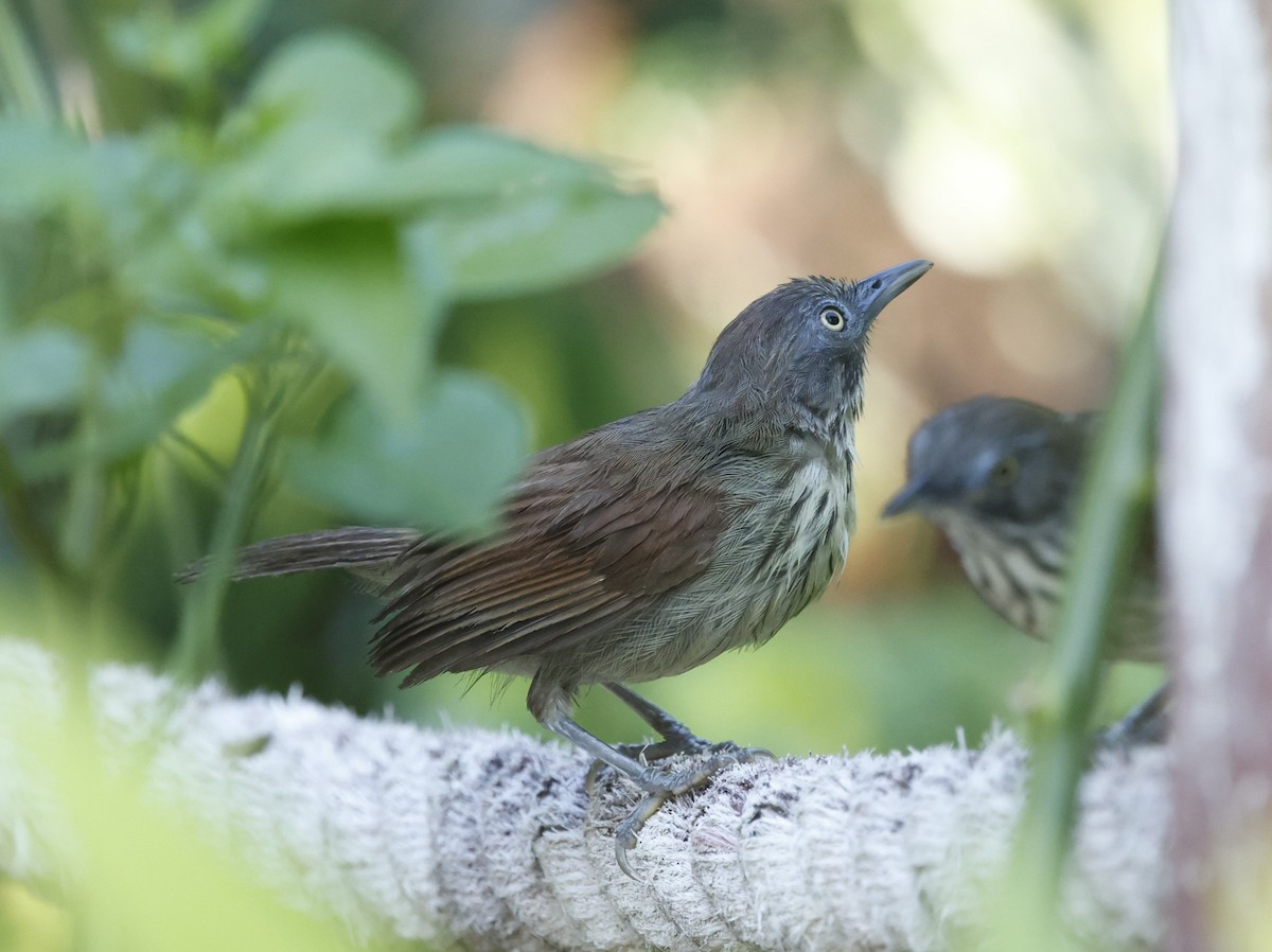 Bold-striped Tit-Babbler - ML621823921