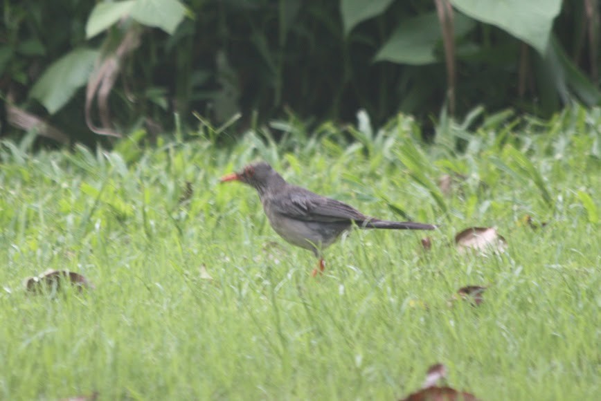 Дрізд карибський (підвид ardosiaceus/albiventris) - ML621823977