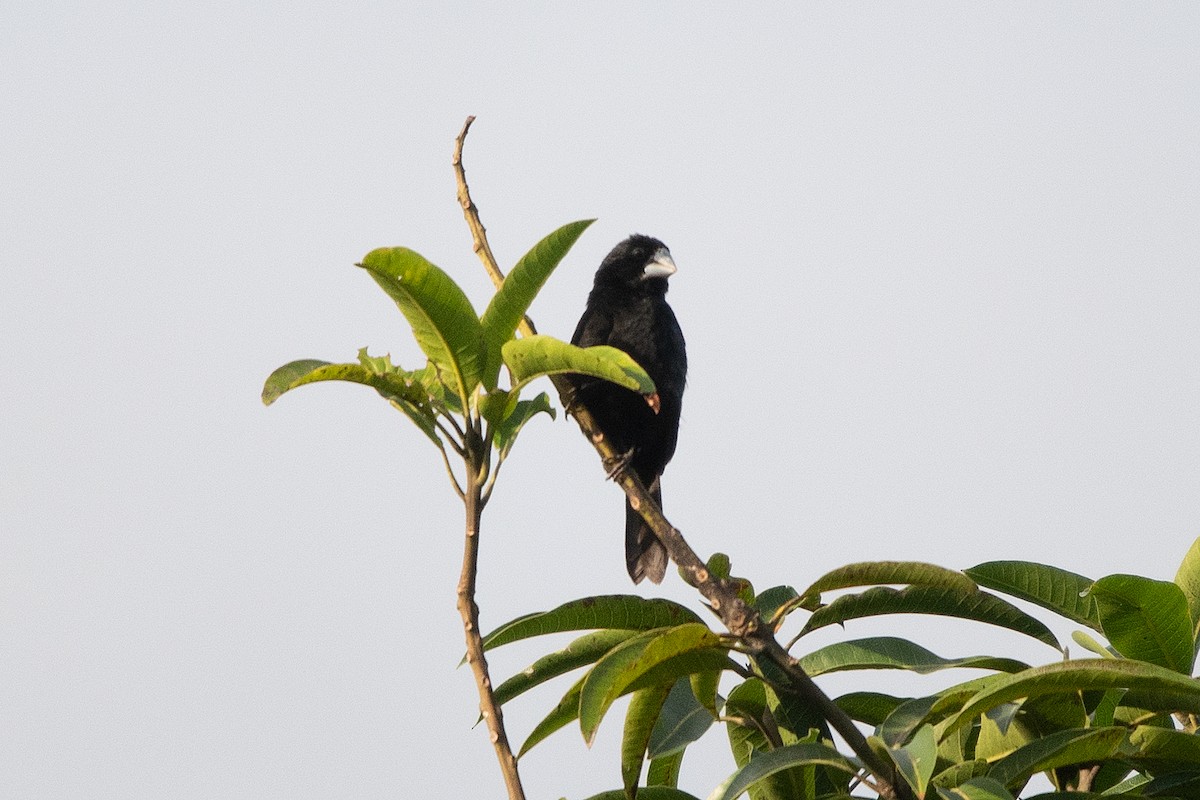 Large-billed Seed-Finch - ML621823998