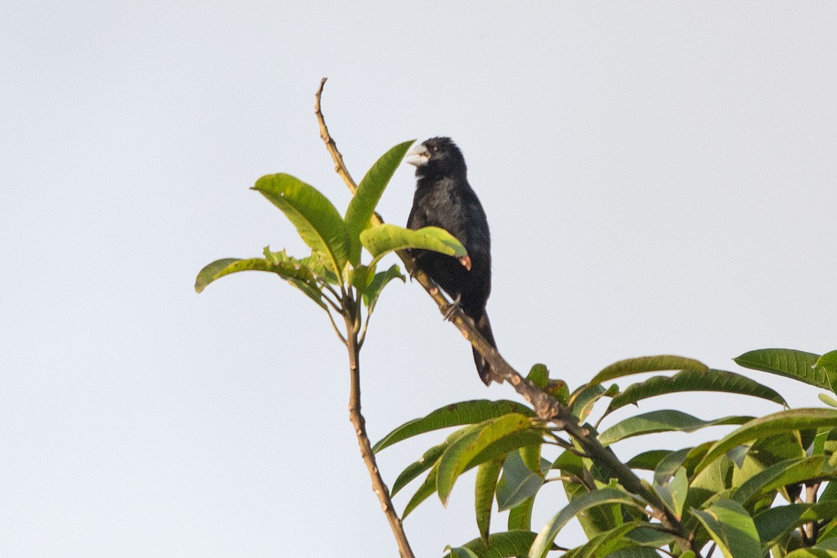 Large-billed Seed-Finch - ML621823999