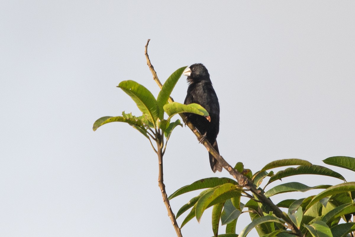 Large-billed Seed-Finch - ML621824000