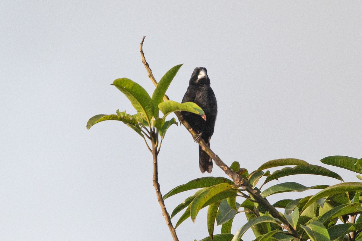 Large-billed Seed-Finch - ML621824001