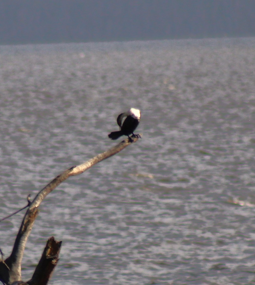 Great Cormorant - ML621824017