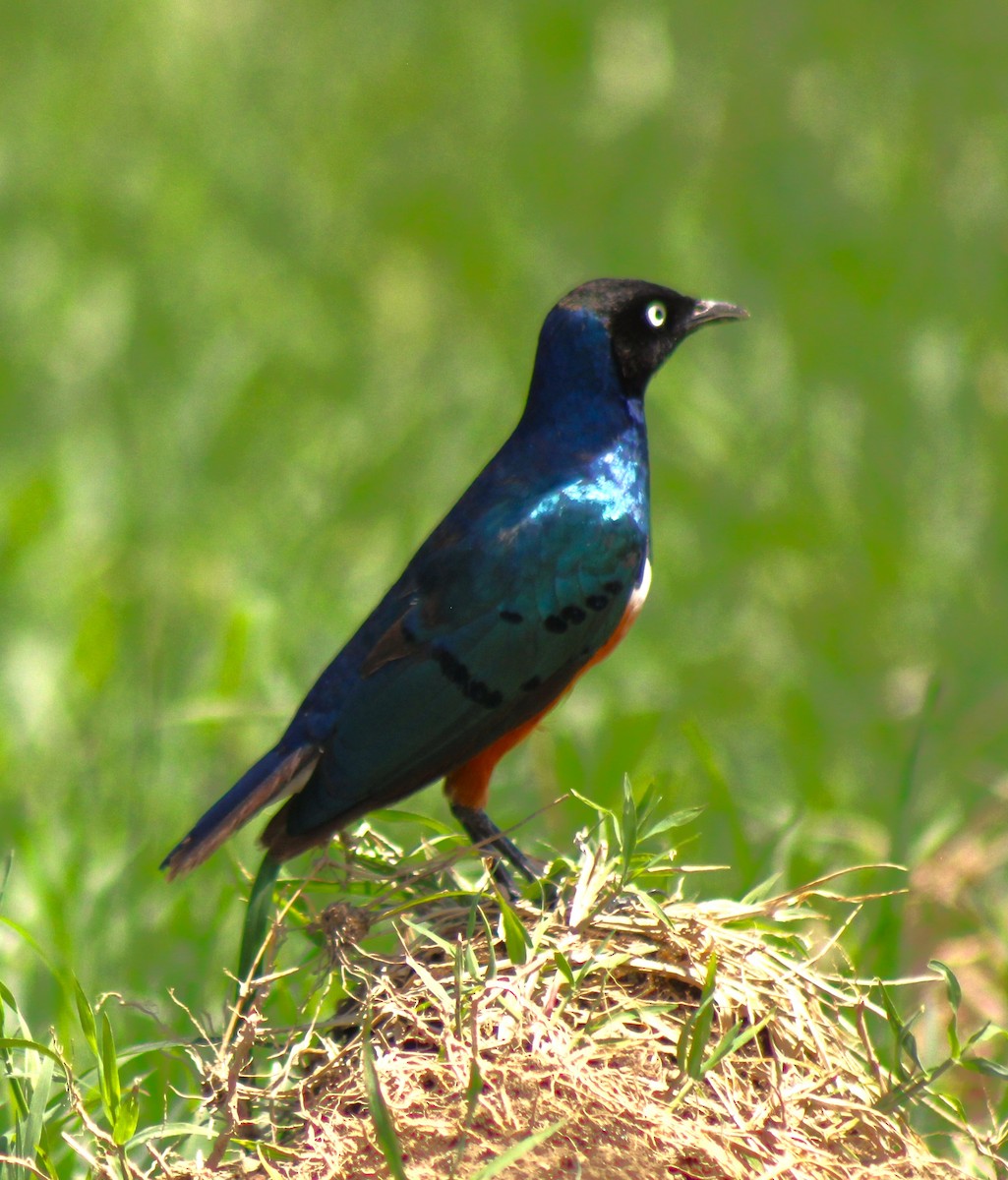 Superb Starling - ML621824080