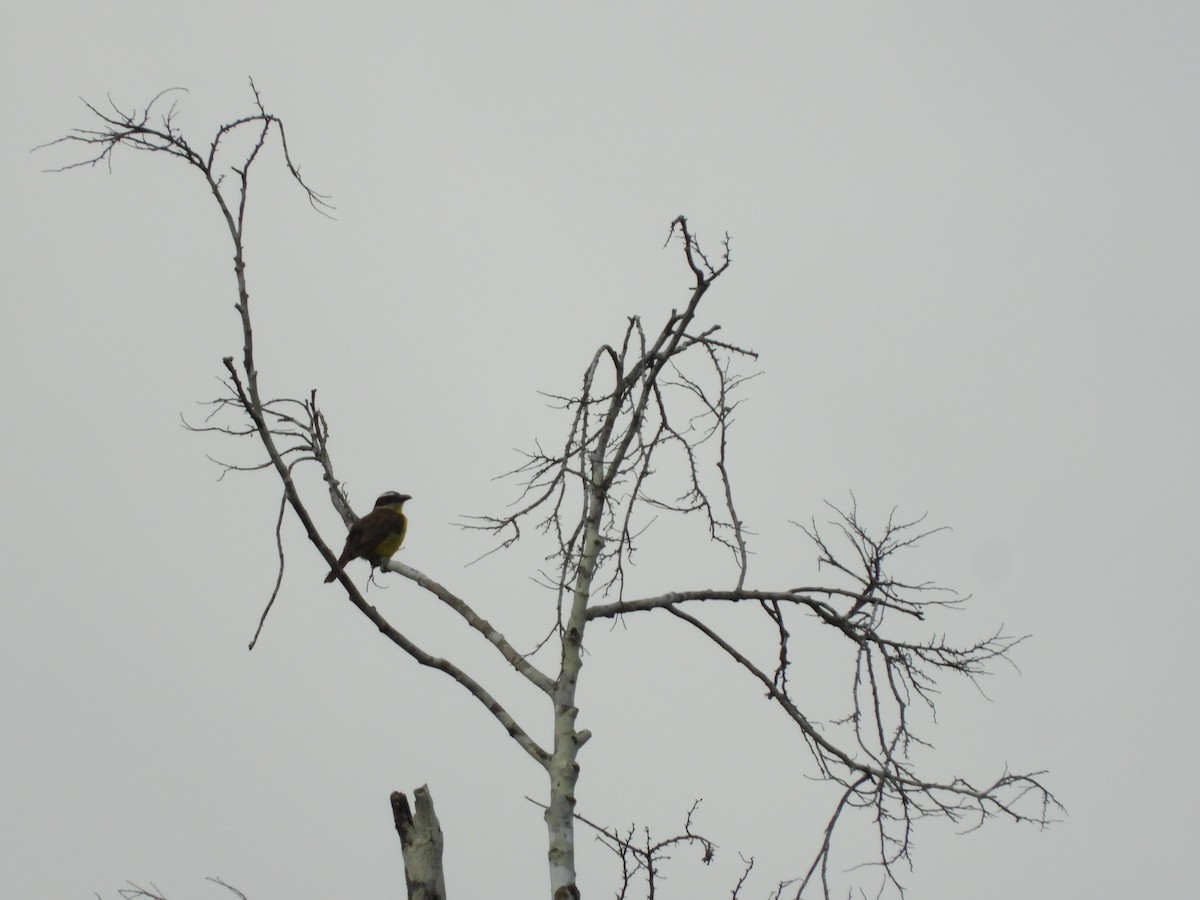 Boat-billed Flycatcher - ML621824086