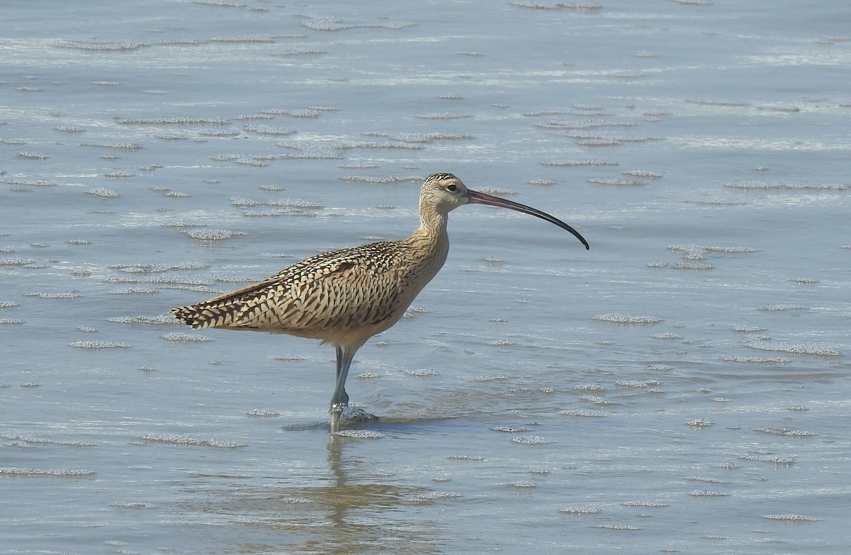 Long-billed Curlew - ML621824134