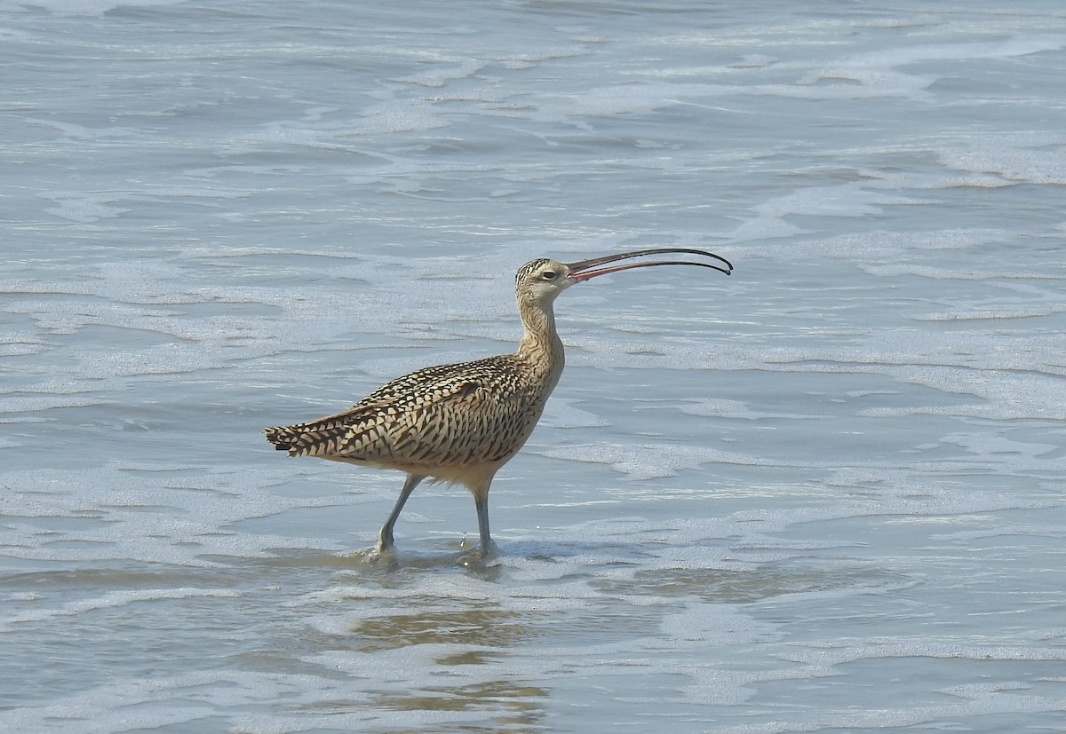 Long-billed Curlew - ML621824137