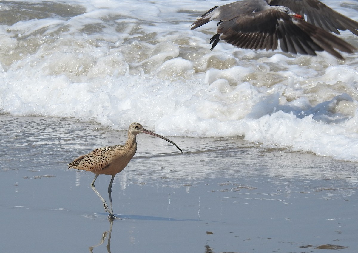 Long-billed Curlew - ML621824142