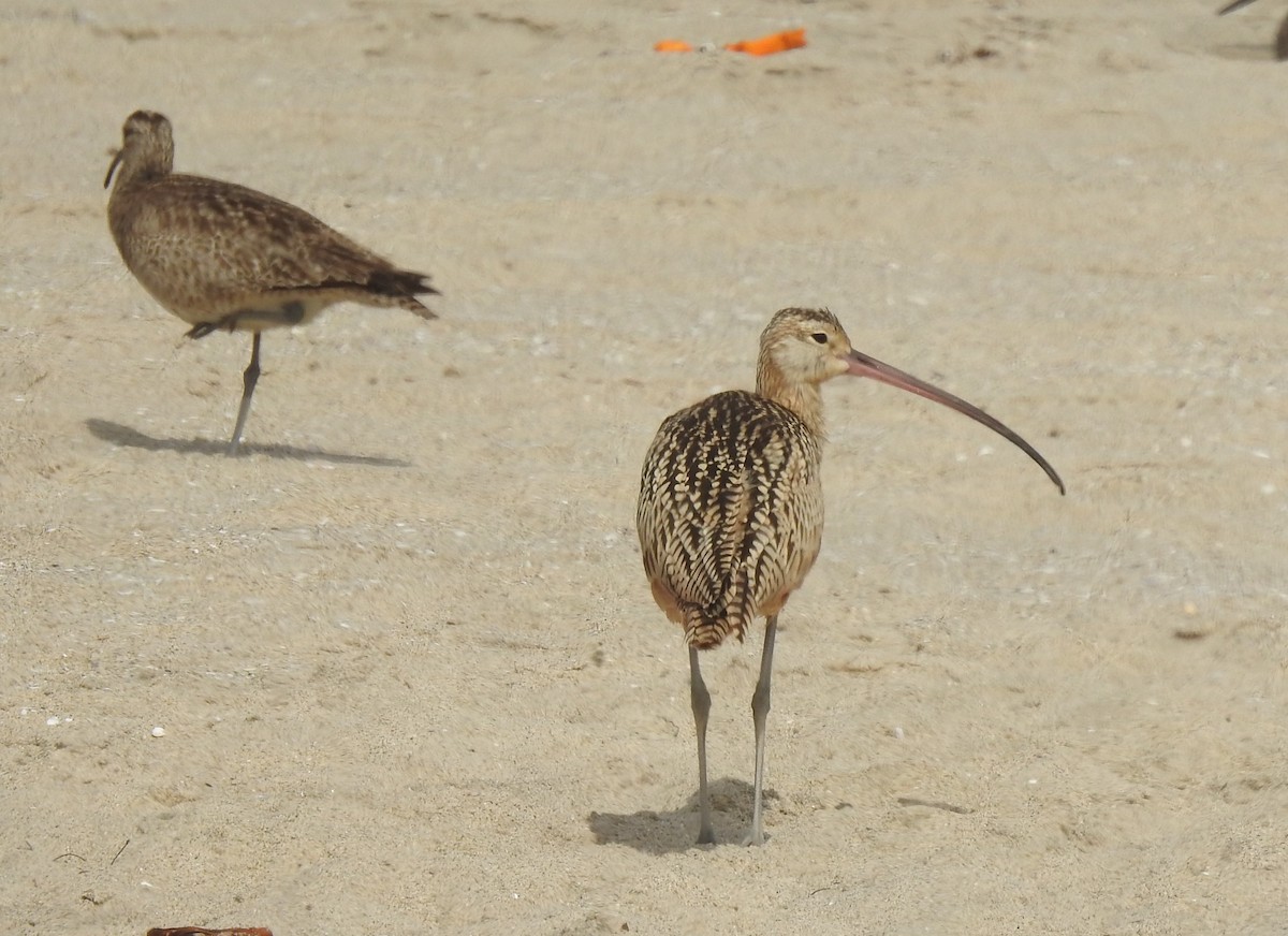 Long-billed Curlew - ML621824144