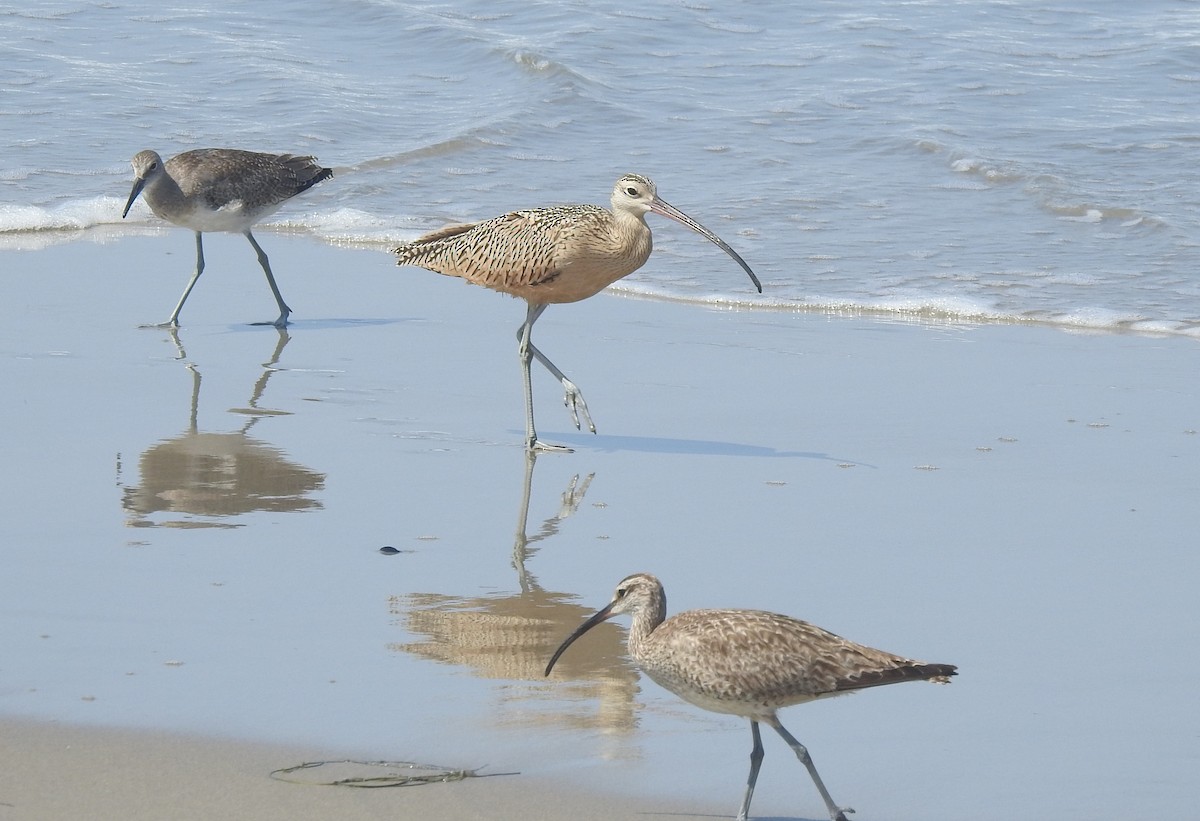 Long-billed Curlew - ML621824147