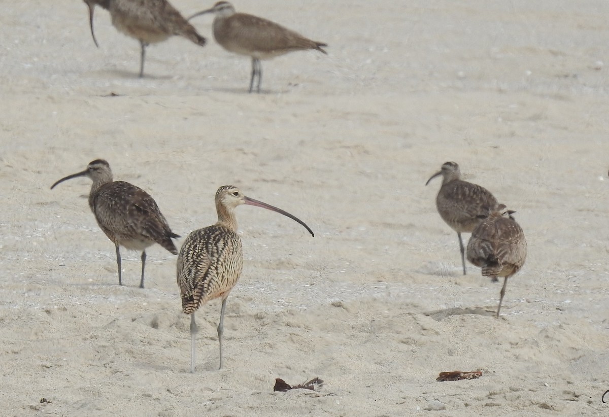 Long-billed Curlew - ML621824151