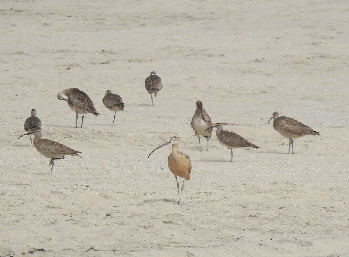 Long-billed Curlew - Chris Dean