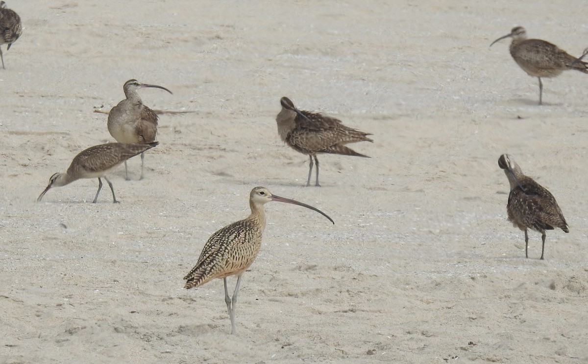 Long-billed Curlew - ML621824182