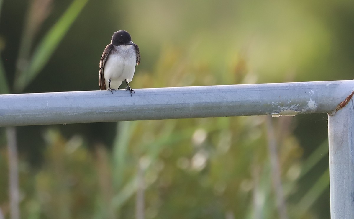 Eastern Kingbird - ML621824187