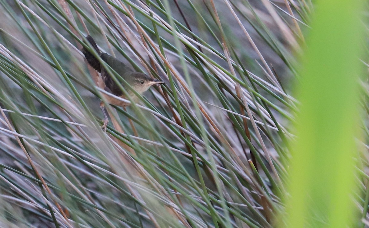 Marsh Wren (palustris Group) - ML621824209