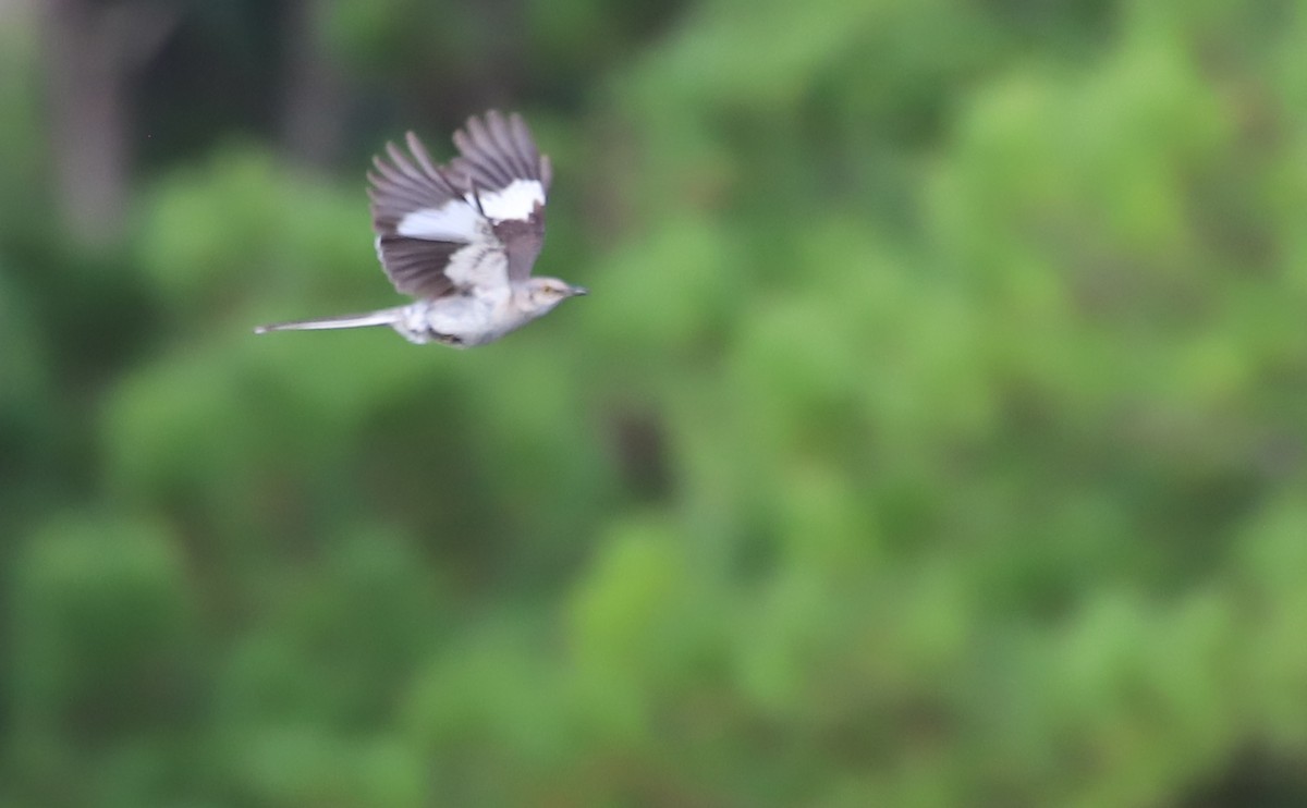 Northern Mockingbird - ML621824214