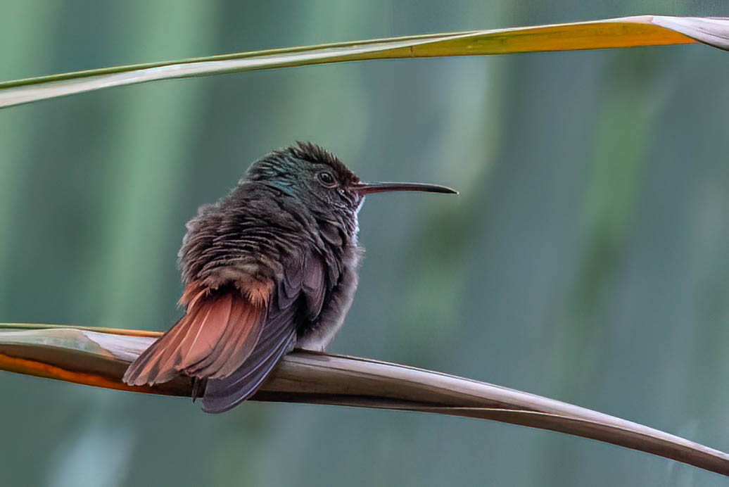 Rufous-tailed Hummingbird - ML621824219