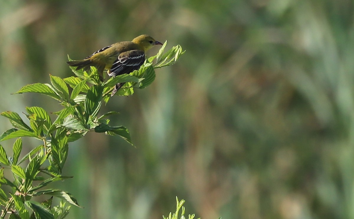 Orchard Oriole - ML621824223