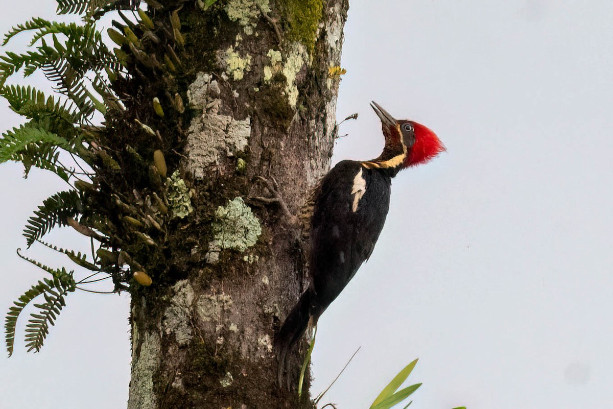 Lineated Woodpecker - ML621824224