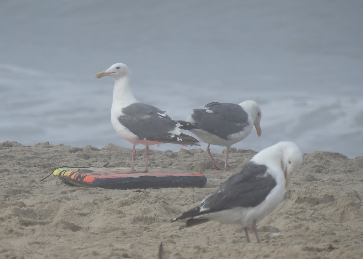 Western Gull - ML621824233