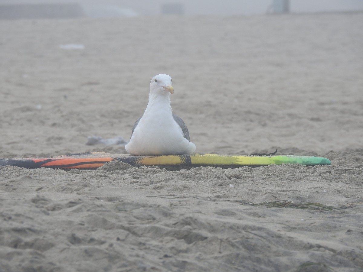 Western Gull - ML621824238