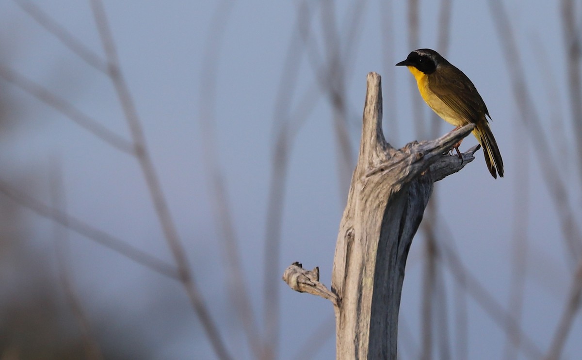 Common Yellowthroat - ML621824240