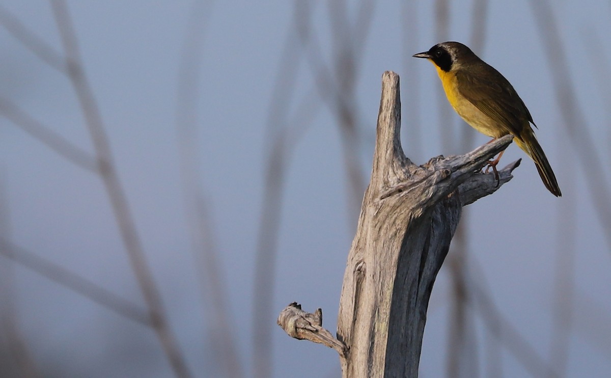 Common Yellowthroat - ML621824243