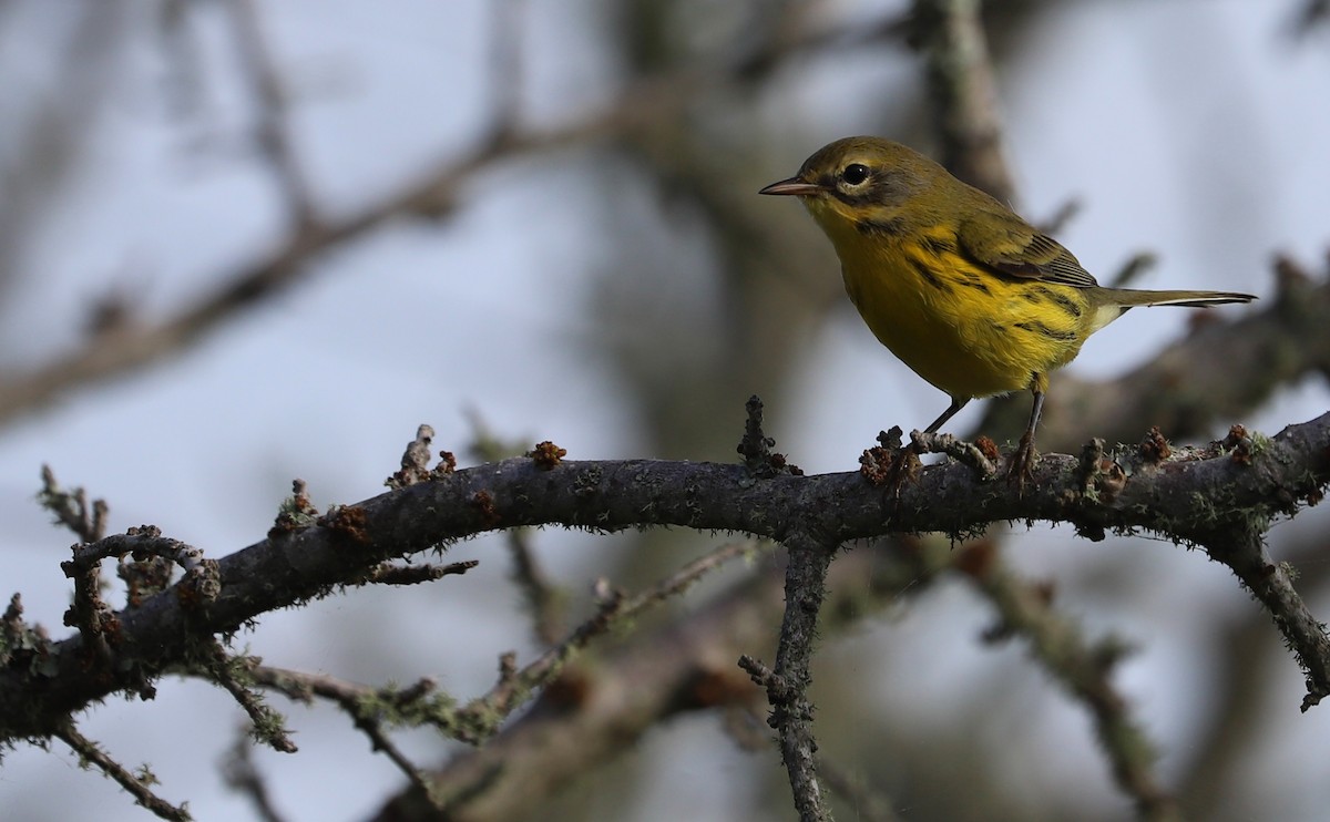 Prairie Warbler - ML621824250