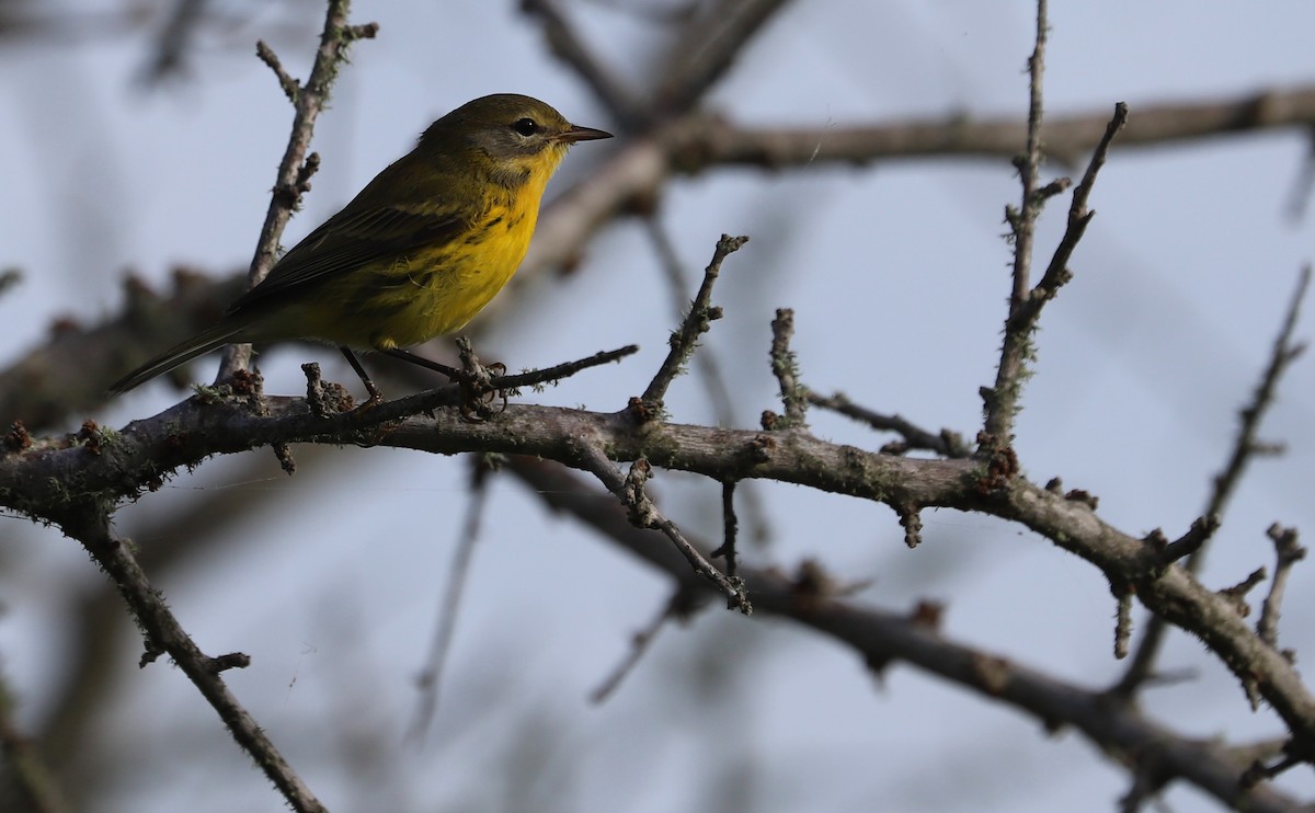 Prairie Warbler - ML621824258