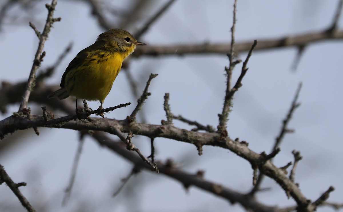 Prairie Warbler - ML621824259