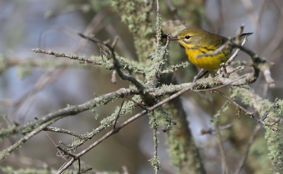 Prairie Warbler - ML621824265