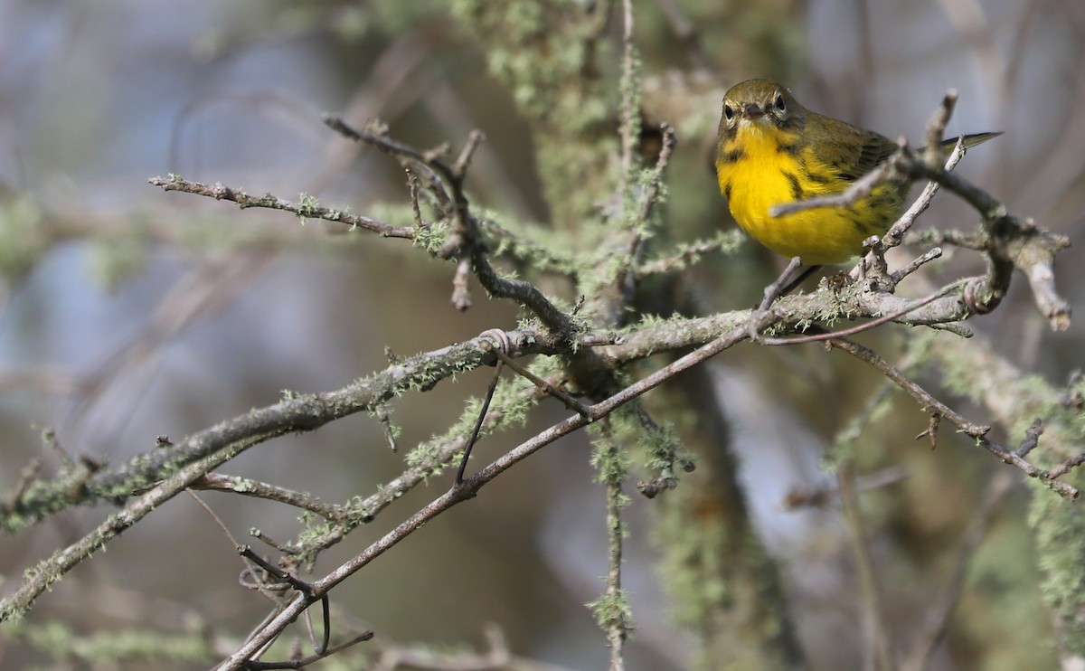 Prairie Warbler - ML621824266