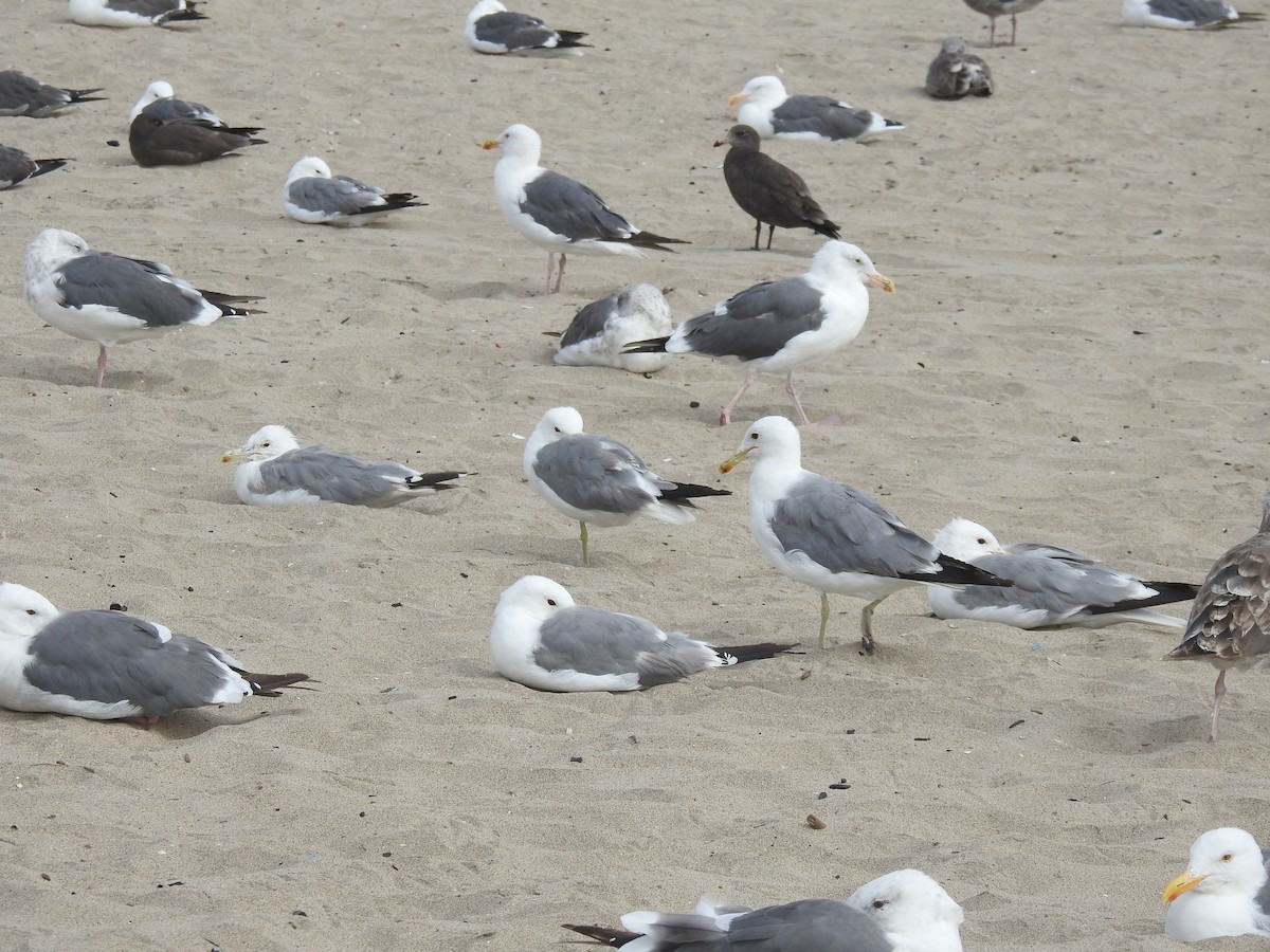 California Gull - ML621824269