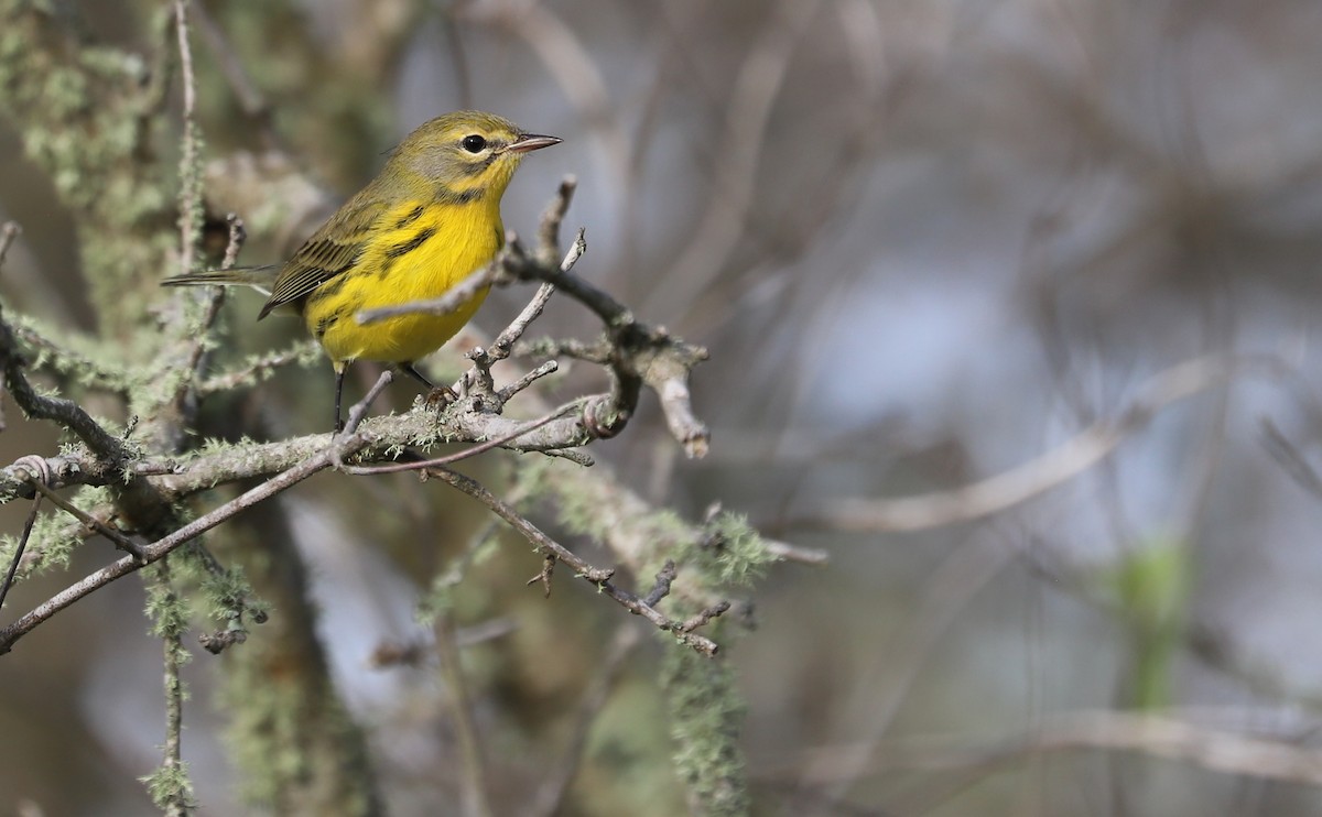 Prairie Warbler - ML621824270