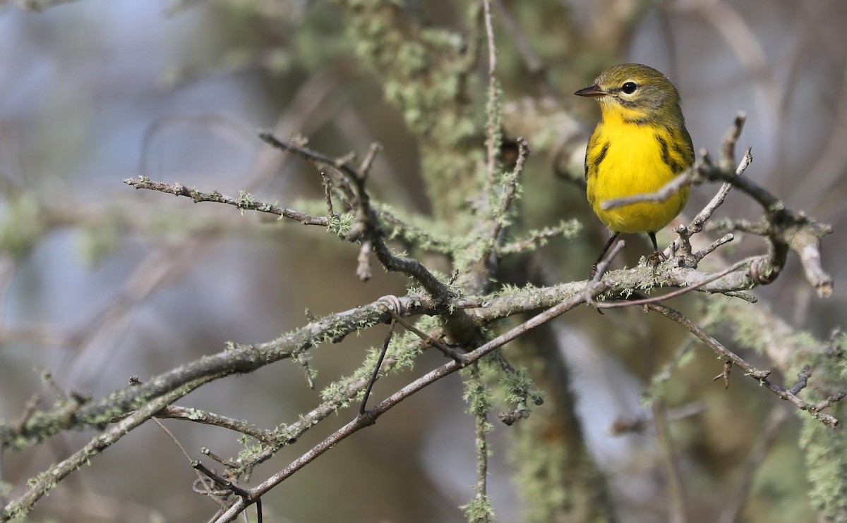 Prairie Warbler - ML621824271