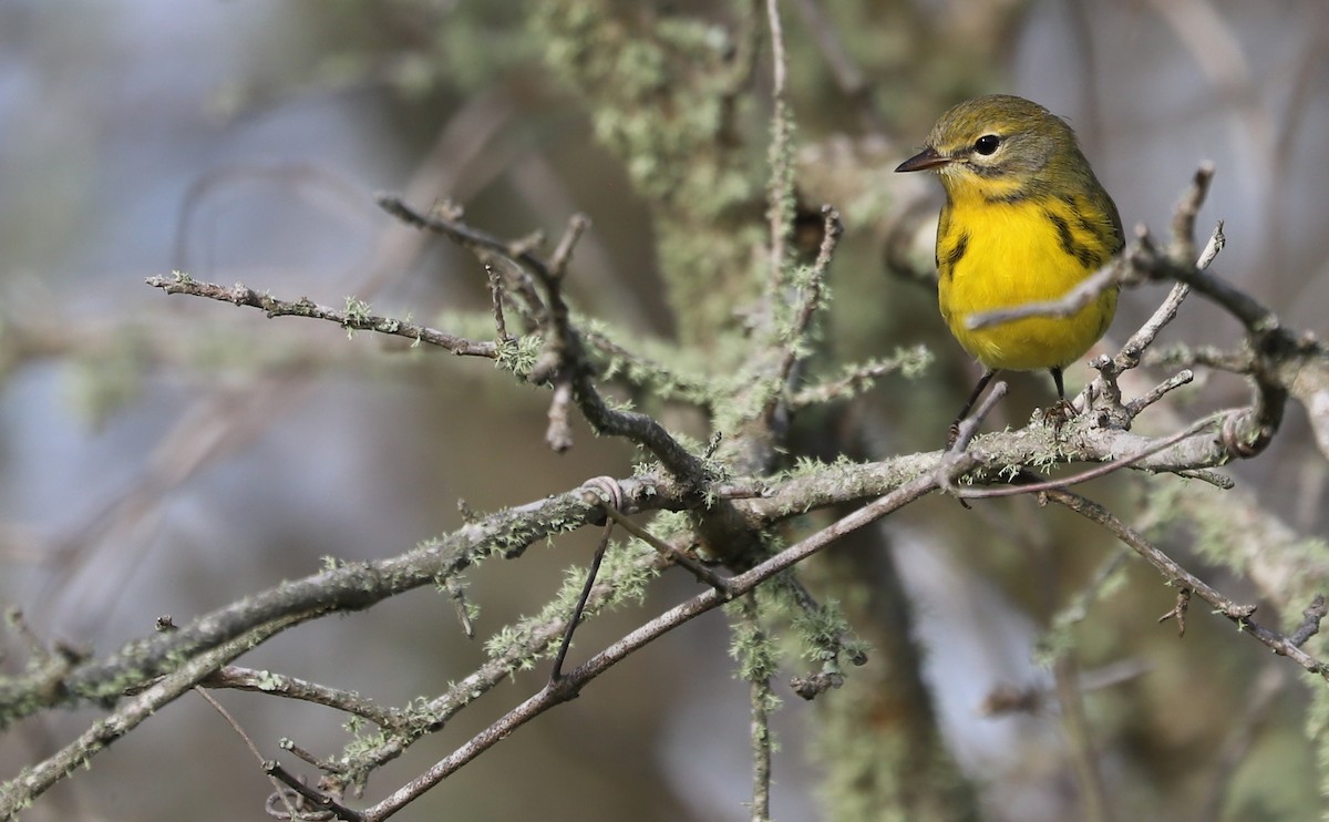 Prairie Warbler - ML621824272