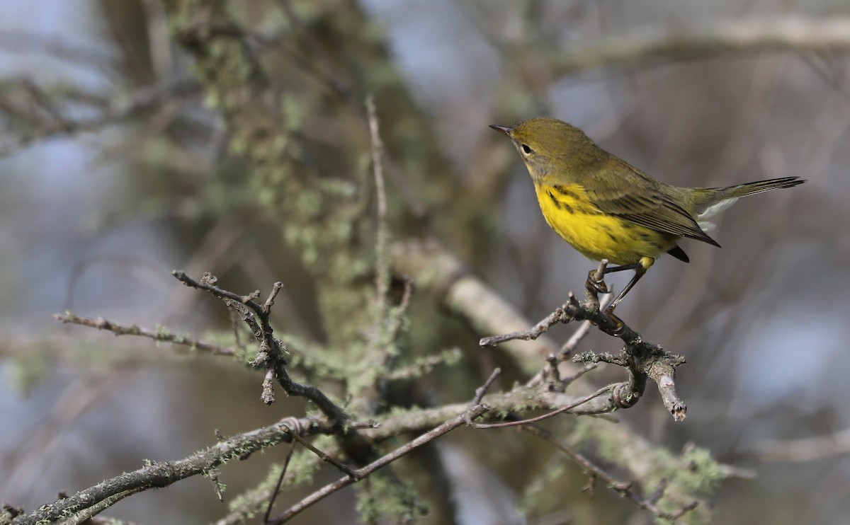 Prairie Warbler - ML621824273