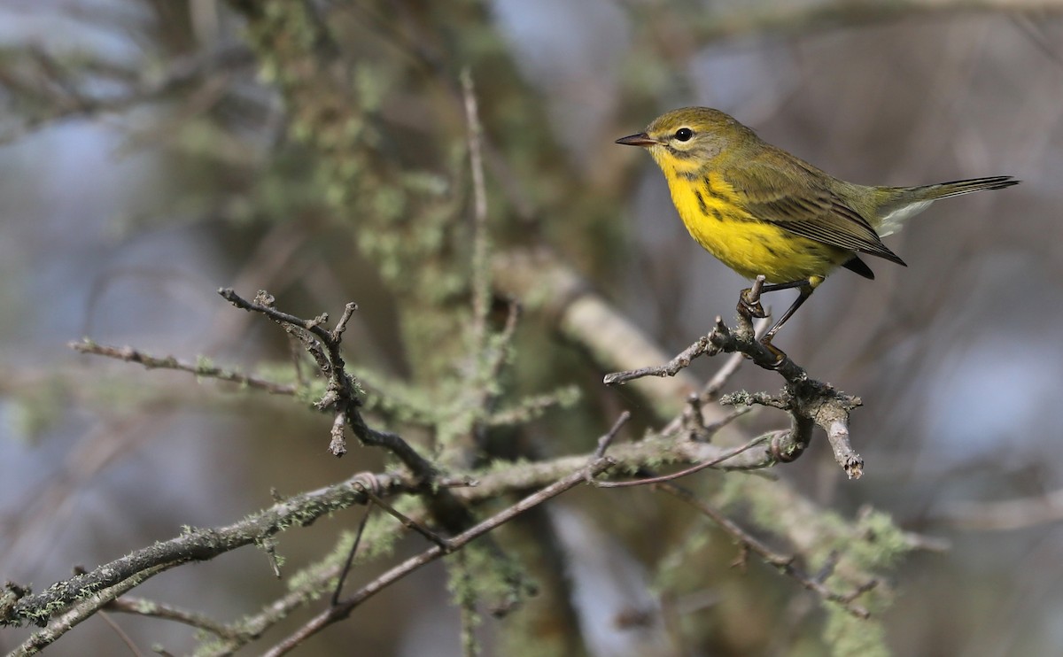 Prairie Warbler - ML621824274