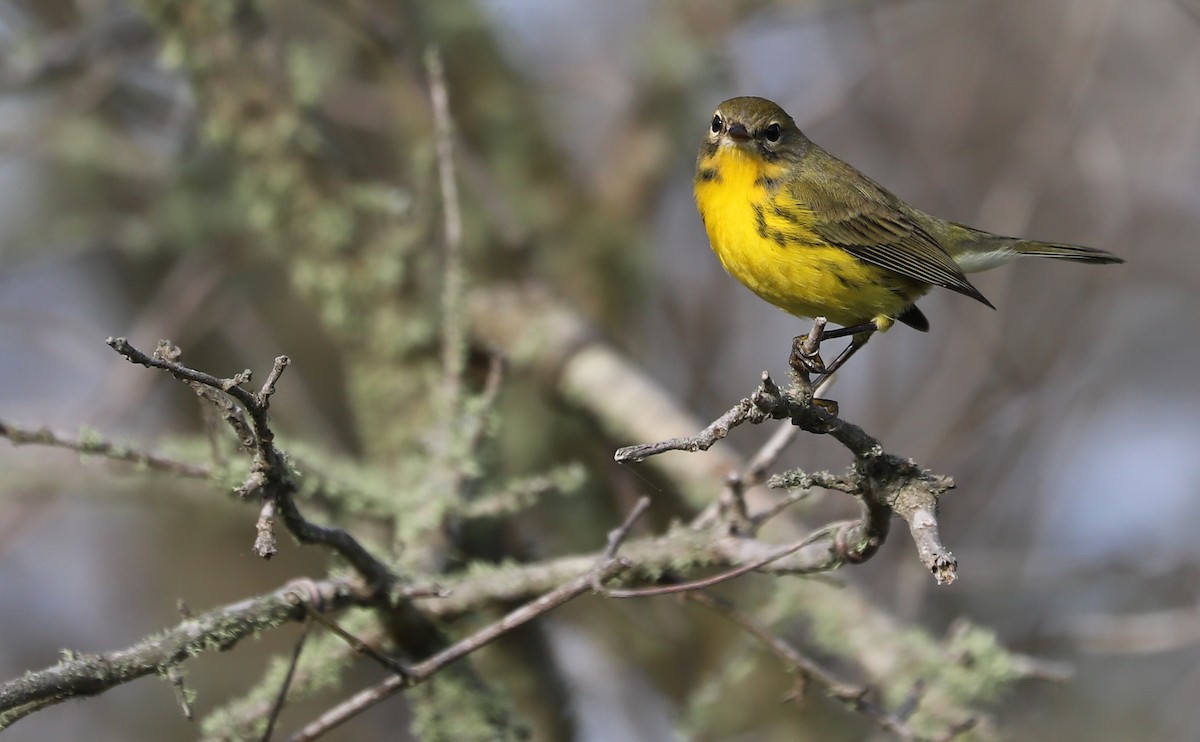 Prairie Warbler - ML621824276