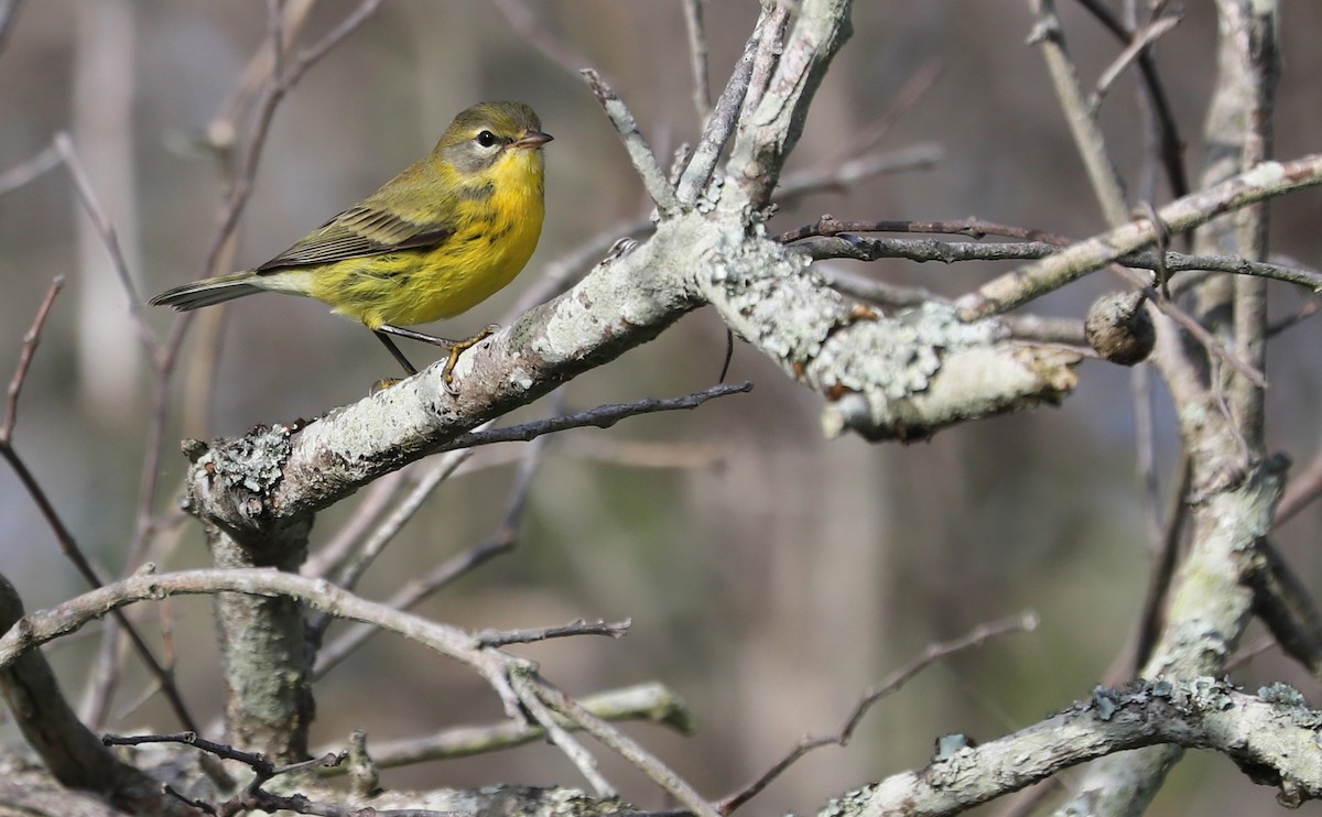 Prairie Warbler - ML621824286