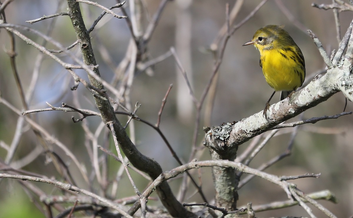 Prairie Warbler - Rob Bielawski