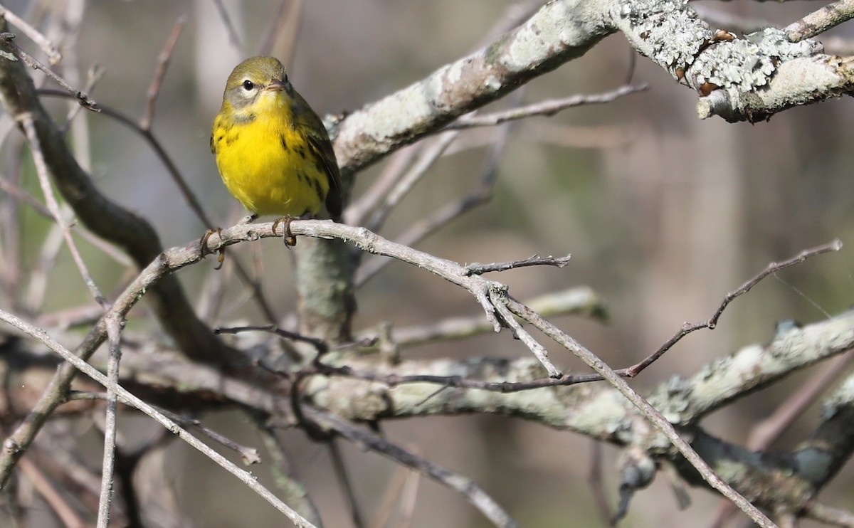 Prairie Warbler - ML621824288