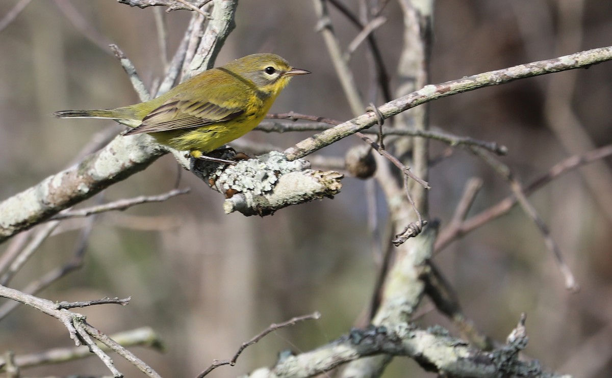 Prairie Warbler - Rob Bielawski