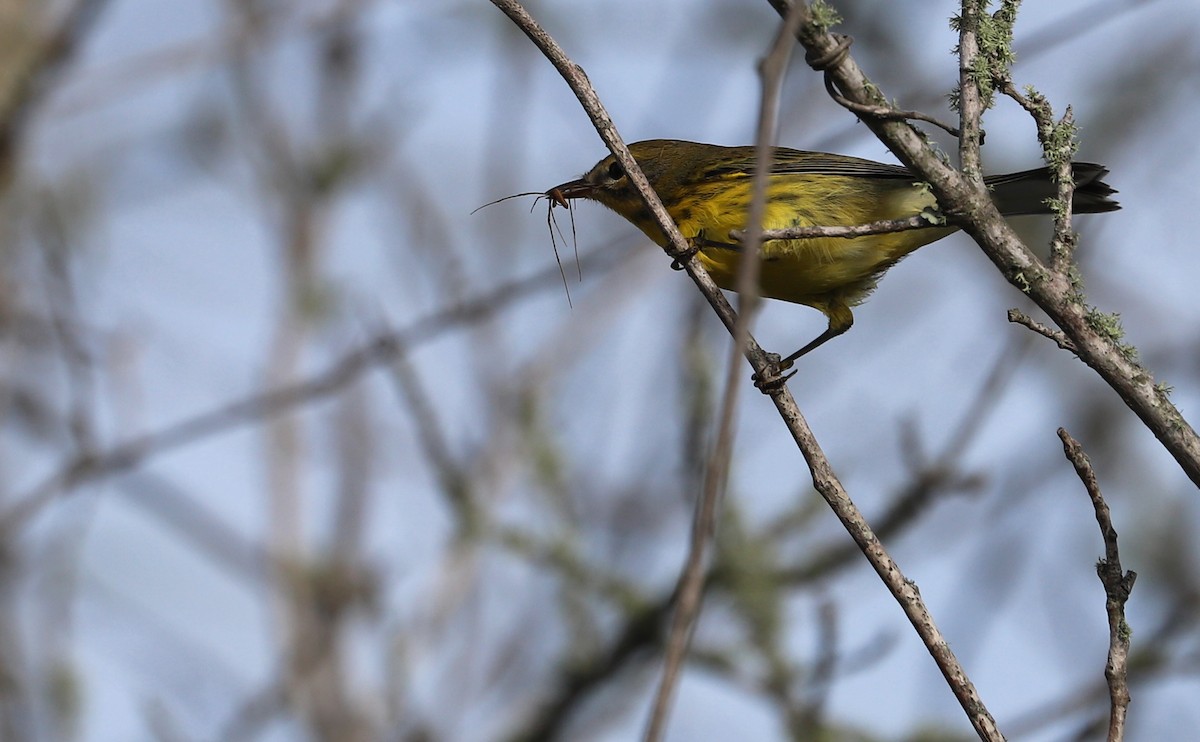 Prairie Warbler - ML621824294