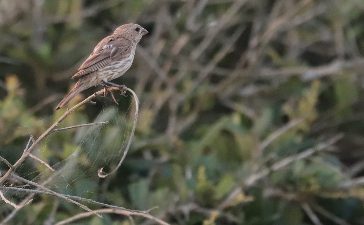 House Finch - ML621824300