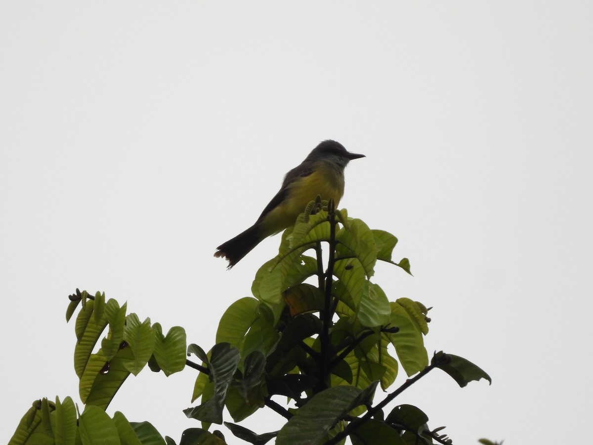 Tropical Kingbird - ML621824306