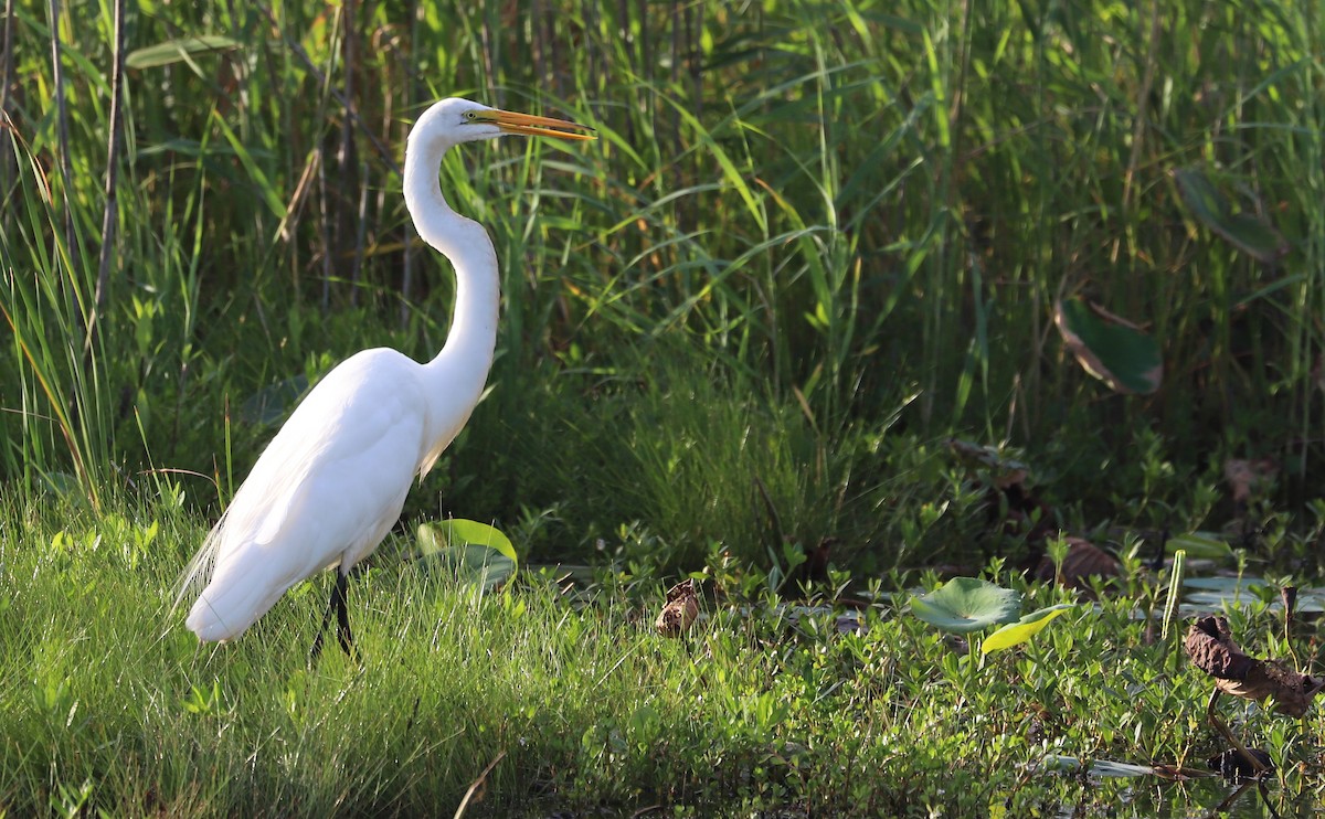 Great Egret - ML621824312